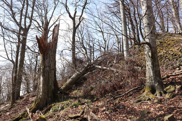 Malečov, Němčí, 10.4.2023
Vrch Modřín.
Keywords: Malečov Němčí České Středohoří vrch Modřín