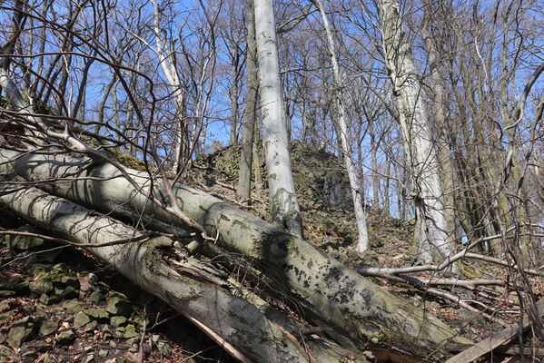 Malečov, Němčí, 10.4.2023
Vrch Modřín.
Keywords: Malečov Němčí České Středohoří vrch Modřín Stenagostus rhombeus