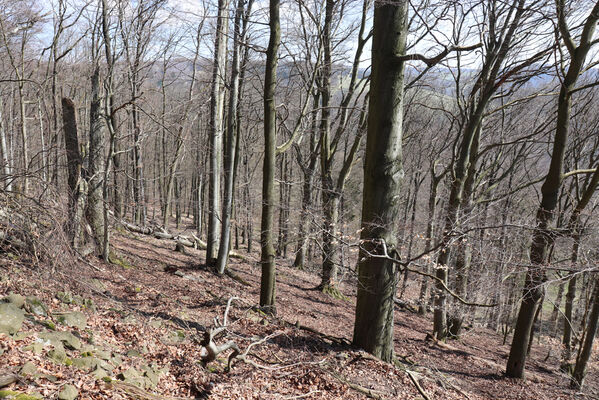 Malečov, Němčí, 10.4.2023
Vrch Modřín.
Keywords: Malečov Němčí České Středohoří vrch Modřín