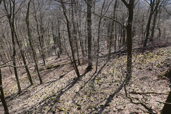 Malečov, Němčí, 10.4.2023
Vrch Modřín.
Keywords: Malečov Němčí České Středohoří vrch Modřín