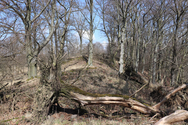 Malečov, Němčí, 10.4.2023
Vrch Modřín.
Keywords: Malečov Němčí České Středohoří vrch Modřín