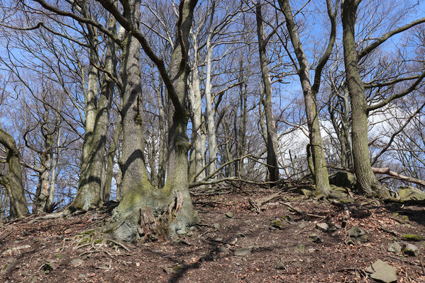 Malečov, Němčí, 10.4.2023
Vrch Modřín.
Keywords: Malečov Němčí České středohoří vrch Modřín