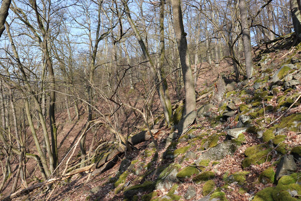 Ústí nad Labem, Střekov, 10.4.2023 
Suťový les pod Výřími skalami.
Klíčová slova: Ústí nad Labem Střekov České středohoří Průčelská rokle Výří skály