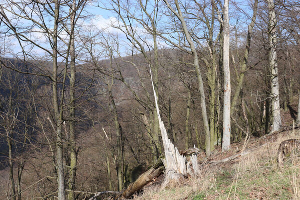 Ústí nad Labem, Brná, 10.4.2023 
Čertova jizba - suťový les.
Mots-clés: Ústí nad Labem Brná České středohoří Čertova jizba