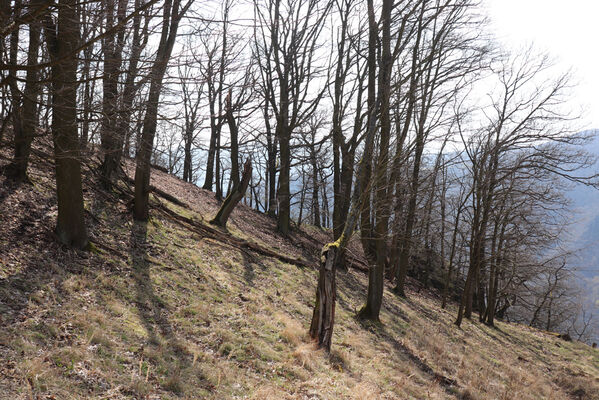 Ústí nad Labem, Brná, 10.4.2023 
Čertova jizba - suťový les.
Keywords: Ústí nad Labem Brná České středohoří Čertova jizba