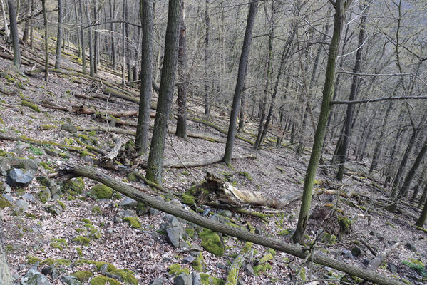 Ústí nad Labem, Brná, 10.4.2023
Čertova jizba - suťový les.
Mots-clés: Ústí nad Labem Brná České středohoří Čertova jizba