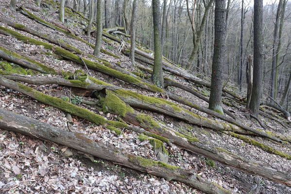 Ústí nad Labem, Brná, 10.4.2023
Čertova jizba - suťový les.
Klíčová slova: Ústí nad Labem Brná České středohoří Čertova jizba