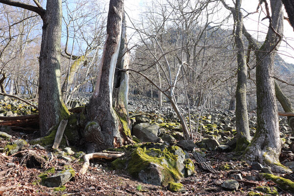 Ústí nad Labem, Střekov, 10.4.2023
Suťový les pod Výřími skalami.
Keywords: Ústí nad Labem Střekov České středohoří Průčelská rokle Výří skály Ischnodes sanguinicollis