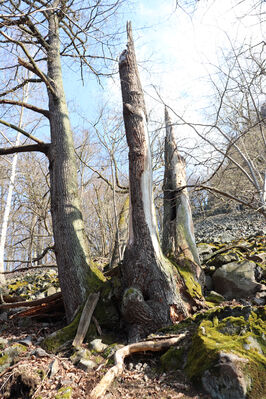 Ústí nad Labem, Střekov, 10.4.2023
Suťový les pod Výřími skalami.
Keywords: Ústí nad Labem Střekov České středohoří Průčelská rokle Výří skály Ischnodes sanguinicollis