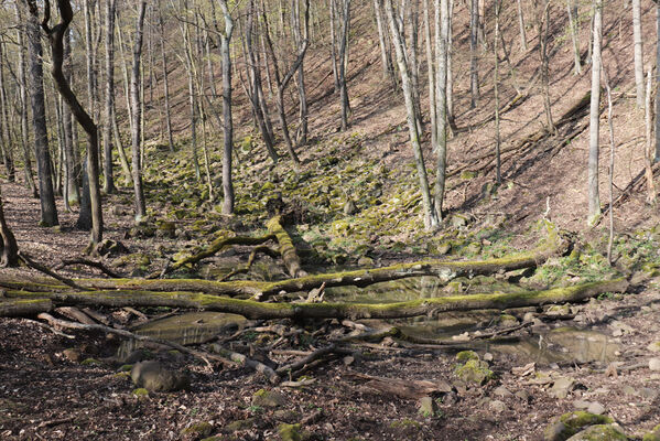 Ústí nad Labem, Brná, 10.4.2023
Čertova jizba - suťový les.
Klíčová slova: Ústí nad Labem Brná České středohoří Čertova jizba