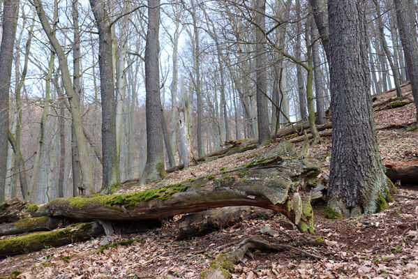 Ústí nad Labem, Střekov, 10.4.2023
Les pod Výřími skalami.
Keywords: Ústí nad Labem Střekov České středohoří Průčelská rokle Výří skály
