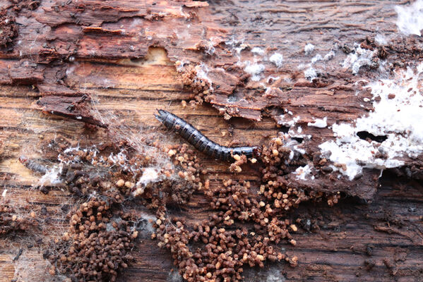 Ústí nad Labem, Střekov, 10.4.2023
Les pod Výřími skalami. Larva kovaříka Stenagostus rhombeus.
Keywords: Ústí nad Labem Střekov České středohoří Průčelská rokle Výří skály Stenagostus rhombeus