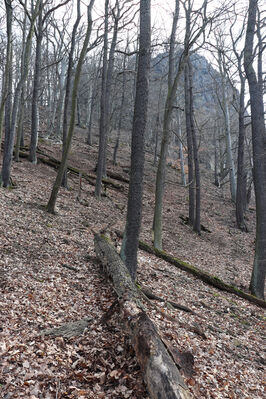 Ústí nad Labem, Střekov, 10.4.2023
Les pod Výřími skalami.
Keywords: Ústí nad Labem Střekov České středohoří Průčelská rokle Výří skály Stenagostus rhombeus