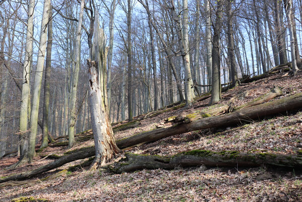 Ústí nad Labem, Střekov, 10.4.2023
Les pod Výřími skalami.
Keywords: Ústí nad Labem Střekov České středohoří Průčelská rokle Výří skály