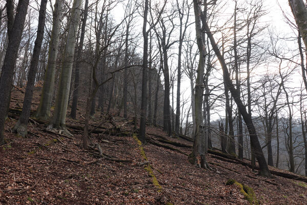 Ústí nad Labem, Střekov, 10.4.2023
Výří skály.
Keywords: Ústí nad Labem Střekov České středohoří Průčelská rokle Výří skály