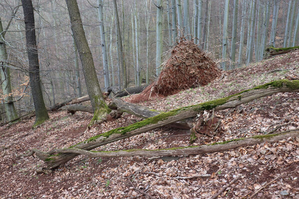 Ústí nad Labem, Střekov, 10.4.2023
Les pod Výřími skalami.
Klíčová slova: Ústí nad Labem Střekov České středohoří Průčelská rokle Výří skály