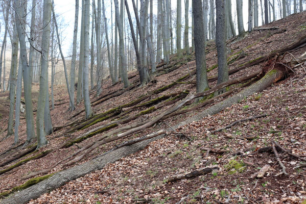 Ústí nad Labem, Střekov, 10.4.2023
Les pod Výřími skalami.
Keywords: Ústí nad Labem Střekov České středohoří Průčelská rokle Výří skály