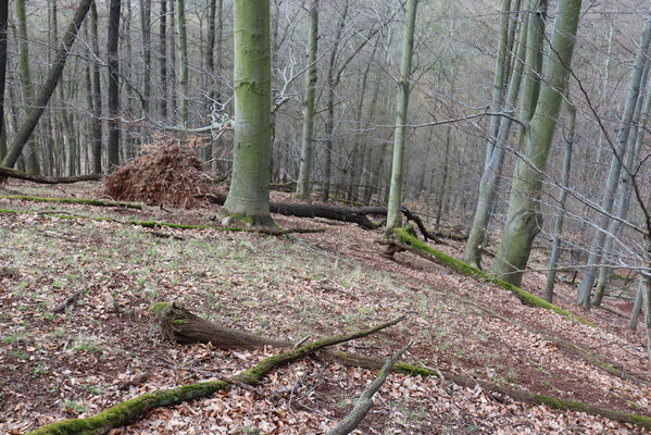 Ústí nad Labem, Střekov, 10.4.2023
Les pod Výřími skalami.
Keywords: Ústí nad Labem Střekov České středohoří Průčelská rokle Výří skály