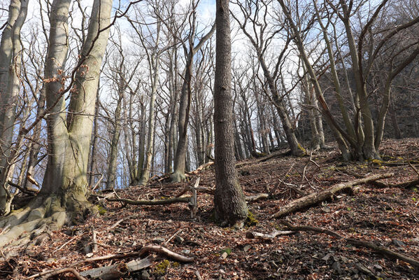 Ústí nad Labem, Střekov, 10.4.2023
Les pod Výřími skalami.
Keywords: Ústí nad Labem Střekov České středohoří Průčelská rokle Výří skály