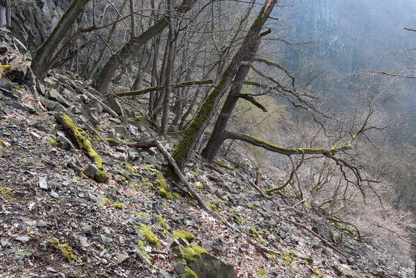 Ústí nad Labem, Střekov, 10.4.2023
Suťový les pod Výřími skalami.
Keywords: Ústí nad Labem Střekov České středohoří Průčelská rokle Výří skály