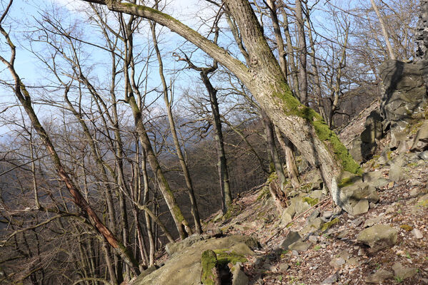 Ústí nad Labem, Střekov, 10.4.2023
Suťový les pod Výřími skalami.
Keywords: Ústí nad Labem Střekov České středohoří Průčelská rokle Výří skály