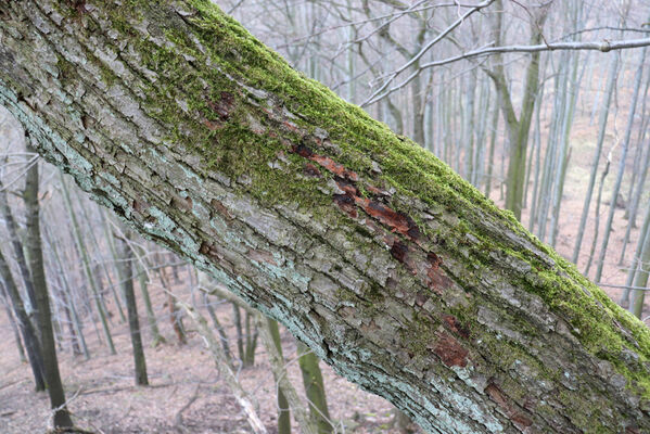 Ústí nad Labem, Střekov, 10.4.2023
Výří skály. Lípa - biotop kovaříka Calambus bipustulatus.
Mots-clés: Ústí nad Labem Střekov České středohoří Průčelská rokle Výří skály