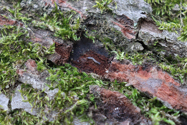 Ústí nad Labem, Střekov, 10.4.2023
Výří skály. Larva kovaříka Calambus bipustulatus.
Klíčová slova: Ústí nad Labem Střekov České středohoří Průčelská rokle Výří skály Calambus bipustulatus