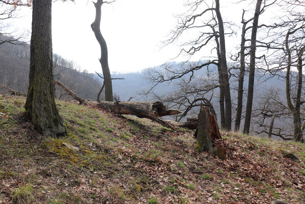 Ústí nad Labem, Střekov, 10.4.2023
Výří skály. Rozlomený dub osídlený roháčky Aesalus scarabaeoides.
Mots-clés: Ústí nad Labem Střekov České středohoří Průčelská rokle Výří skály