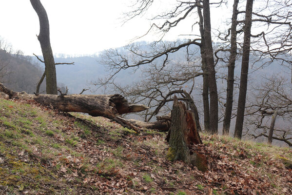 Ústí nad Labem, Střekov, 10.4.2023
Výří skály. Rozlomený dub osídlený roháčky Aesalus scarabaeoides.
Klíčová slova: Ústí nad Labem Střekov České středohoří Průčelská rokle Výří skály