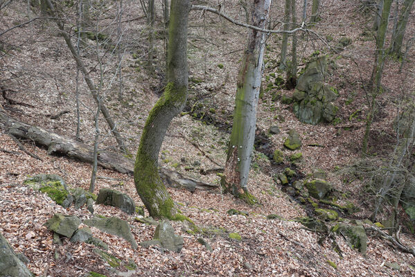 Ústí nad Labem, Střekov, 10.4.2023
Výří skály, nad Výřím vodopádem.
Keywords: Ústí nad Labem Střekov České středohoří Průčelská rokle Výří skály