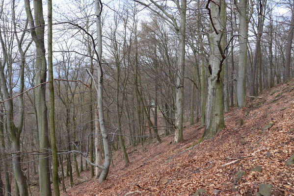 Ústí nad Labem, Střekov, 10.4.2023
Bučina na Širokém vrchu.
Keywords: Ústí nad Labem Střekov České středohoří Výří skály Široký vrch