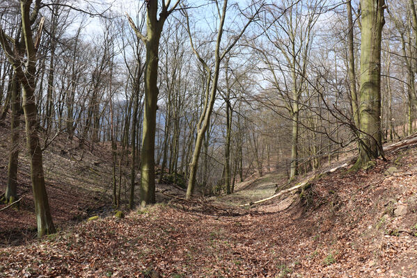 Ústí nad Labem, Střekov, 10.4.2023
Bučina pod Širokým vrchem u Průčelského potoka.
Klíčová slova: Ústí nad Labem Střekov České středohoří Výří skály Široký vrch