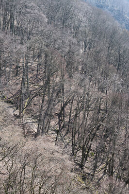 Malečov, Němčí, 10.4.2023
Výří skály, východní část.
Keywords: Malečov Němčí České středohoří Průčelská rokle Výří skály