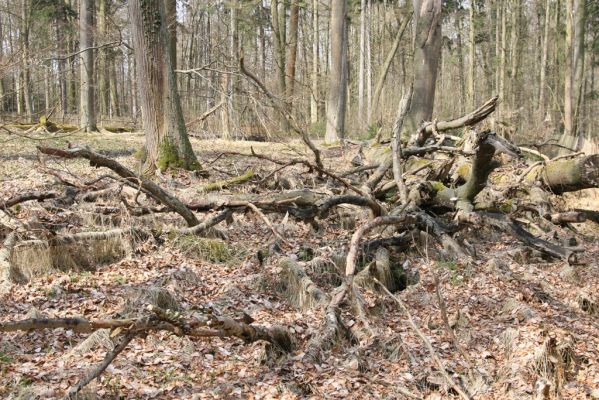 Vysoké Chvojno, 18.4.2013
Rezervace Buky u Vysokého Chvojna.


Klíčová slova: Vysoké Chvojno rezervace Buky Stenagostus rhombeus