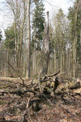 Vysoké Chvojno, 18.4.2013
Rezervace Buky u Vysokého Chvojna.
Klíčová slova: Vysoké Chvojno rezervace Buky Stenagostus rhombeus