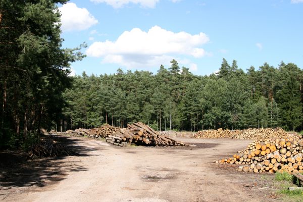 Vysoké Chvojno, 24.7.2009
Svoziště klád u hájovny je vyhledáváno kovaříky Stenagostus rufus, kteří v úkrytu pod kládami a pod odřezky dřeva přečkávají denní dobu.
Klíčová slova: Vysoké Chvojno Stenagostus rufus