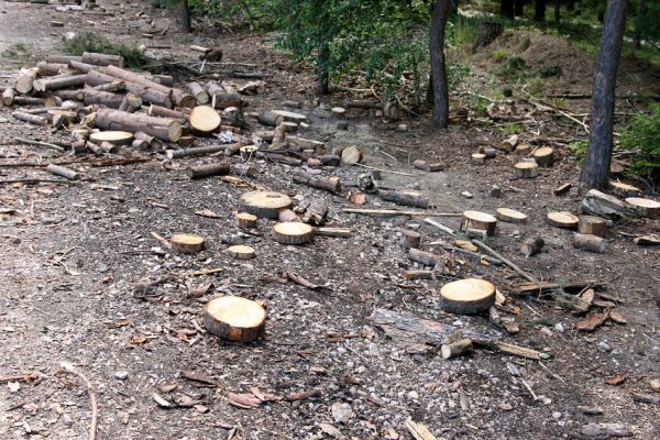 Vysoké Chvojno, 24.7.2009
Odřezky dřeva na okraji svoziště klád u hájovny jsou vyhledávány kovaříky Stenagostus rufus, kteří v úkrytu pod nimi přečkávají denní dobu.
Mots-clés: Vysoké Chvojno Stenagostus rufus