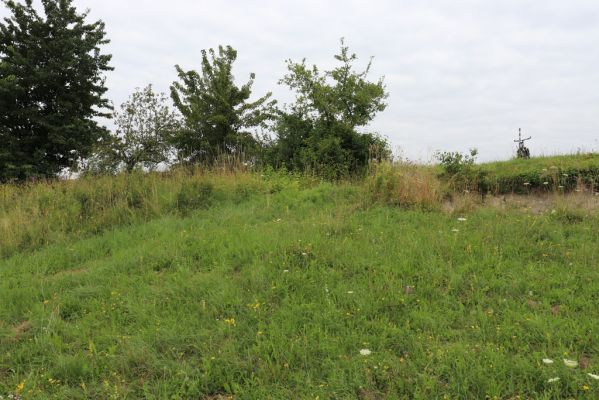 Velká Jesenice, 22.7.2021
Louka na svahu nad sádky u hráze Rozkoše.
Schlüsselwörter: Velká Jesenice sádky hráz Rozkoše Agriotes gallicus