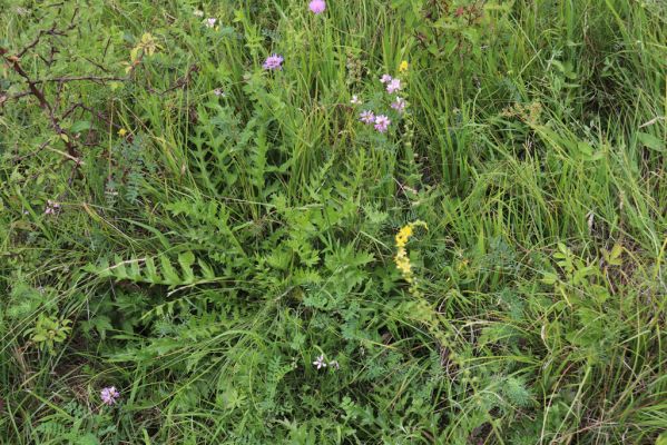 Velká Jesenice, 22.7.2021
Louka na svahu nad sádky u hráze Rozkoše.
Mots-clés: Velká Jesenice sádky hráz Rozkoše Agriotes gallicus