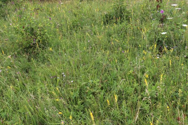 Velká Jesenice, 22.7.2021
Louka na svahu nad sádky u hráze Rozkoše.
Klíčová slova: Velká Jesenice sádky hráz Rozkoše Agriotes gallicus