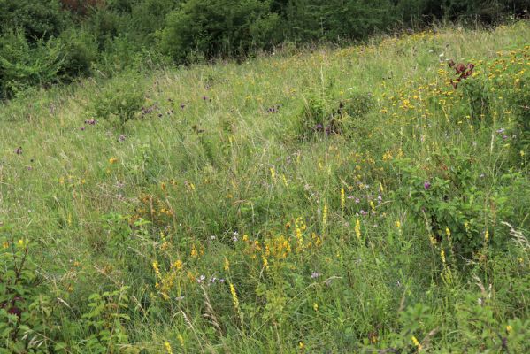 Velká Jesenice, 22.7.2021
Louka na svahu nad sádky u hráze Rozkoše.
Klíčová slova: Velká Jesenice sádky hráz Rozkoše Agriotes gallicus