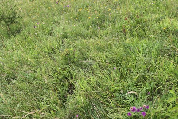Velká Jesenice, 22.7.2021
Louka na svahu nad sádky u hráze Rozkoše.
Klíčová slova: Velká Jesenice sádky hráz Rozkoše Agriotes gallicus