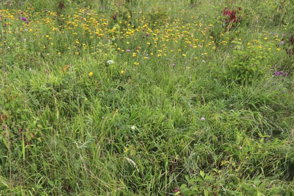 Velká Jesenice, 22.7.2021
Louka na svahu nad sádky u hráze Rozkoše.
Klíčová slova: Velká Jesenice sádky hráz Rozkoše Agriotes gallicus