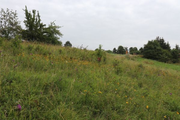 Velká Jesenice, 22.7.2021
Louka na svahu nad sádky u hráze Rozkoše.
Schlüsselwörter: Velká Jesenice sádky hráz Rozkoše Agriotes gallicus