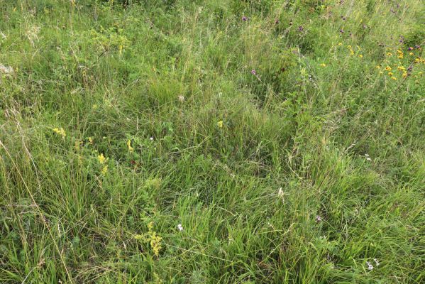 Velká Jesenice, 22.7.2021
Louka na svahu nad sádky u hráze Rozkoše.
Klíčová slova: Velká Jesenice sádky hráz Rozkoše Agriotes gallicus