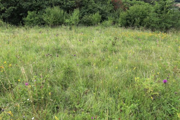 Velká Jesenice, 22.7.2021
Louka na svahu nad sádky u hráze Rozkoše.
Keywords: Velká Jesenice sádky hráz Rozkoše Agriotes gallicus