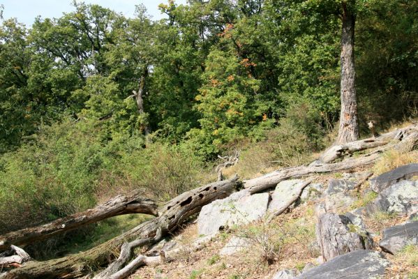 Veľký Klíž, 8.10.2016
Lesostepní formace na vrchu Malá Suchá. 
Klíčová slova: Veľký Klíž vrch Malá Suchá Menephilus cylindricus