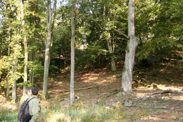 Veľký Klíž, 8.10.2016
Na okraji holoseče pod vrchem Malá Suchá. 
Klíčová slova: Veľký Klíž vrch Malá Suchá Čepelák Rosenberg
