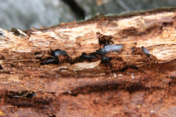 Veľký Klíž, 8.10.2016
Suťový les na vrchu Malá Suchá. Potemníci Menephilus cylindricus v trouchnivém dřevě dubu. 
Mots-clés: Veľký Klíž vrch Malá Suchá Menephilus cylindricus