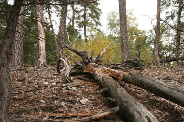 Veľký Klíž, 8.10.2016
Suťový les na vrchu Malá Suchá. 
Klíčová slova: Veľký Klíž vrch Malá Suchá Menephilus cylindricus
